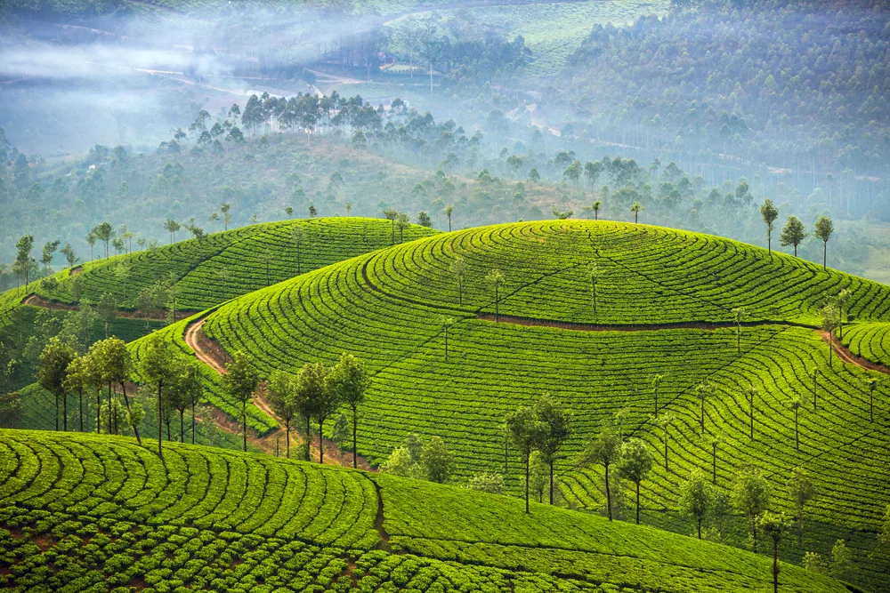 Tea Garden Munnar