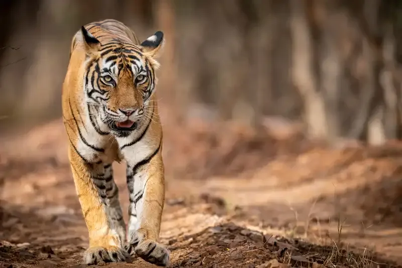 Ranthambore Jungle Safari