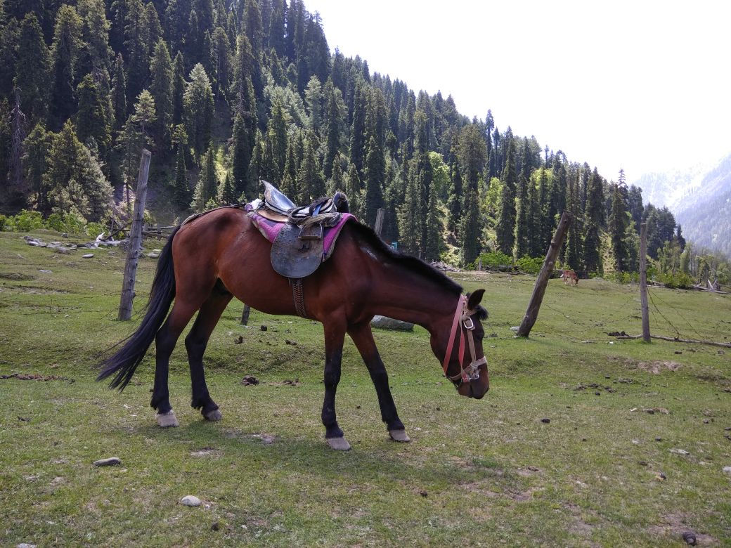 Pahalgam Excursion (Approx. 90 kms / 3 hours one way)